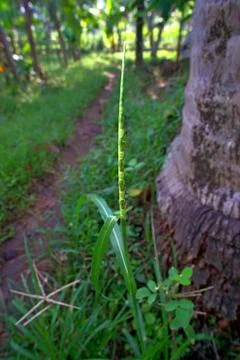  vertical view of one flower stalk of elephant grass beside the path Stock Photos
