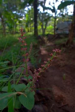  vertical view of one or two flower stalks of wild trees beside the path Stock Photos