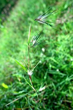  vertical view one stalk of grass with lines Stock Photos