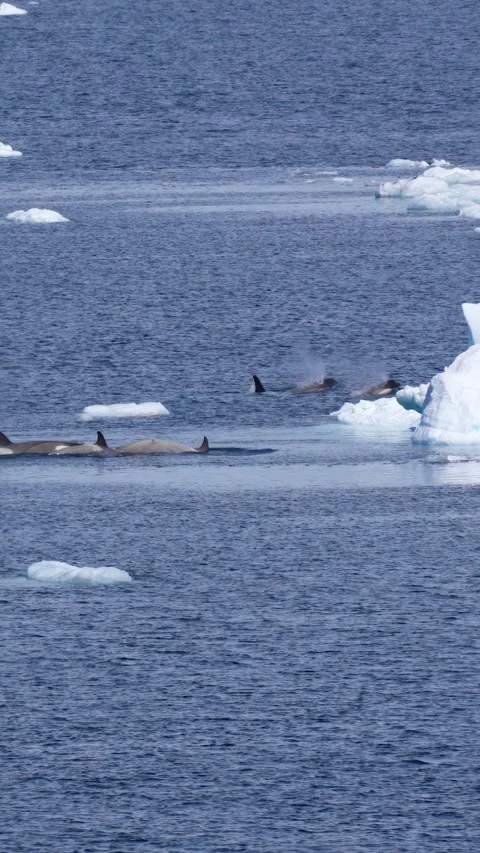 Vertical View of Orca Killer Whales Swimming Behind Ice Near Coast of Antarctica Stock Footage 346675293