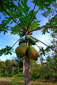 Vertical view of papaya tree with two ripe fruits Stock Photos