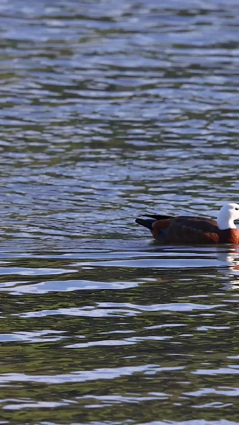 Vertical View of a Paradise Shelduck Swimming on Shimmering Water Vídeo Stock 327768069