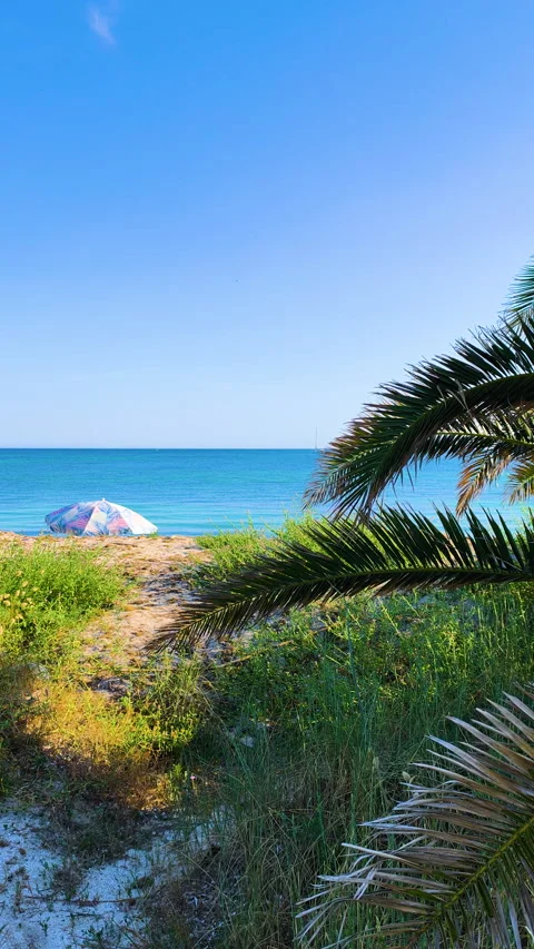 Vertical view of a parasol on the beach with a palm tree on the foreground Stock Footage 336263046