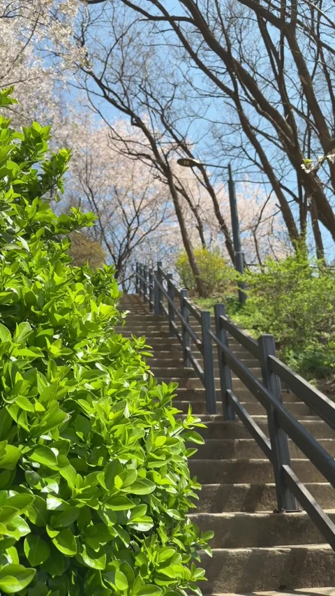 Vertical View of Park Stairs Framed by Green Bushes and Blossoms Stock Footage 334219992