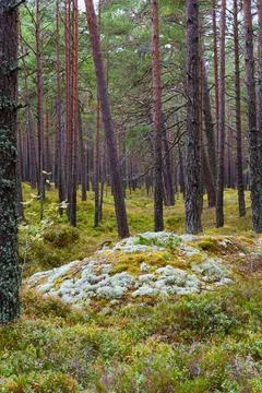 A vertical view of a pine forest in Kemeri National Park, Latvia. The foregro Fotos de archivo