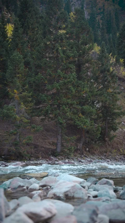 Vertical view of Pine tree in autmn colors and rocky river Stock Footage 327690045
