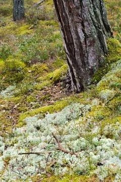 Vertical View of a Pine Tree Base with White Reindeer Lichen and Green Moss 写真素材