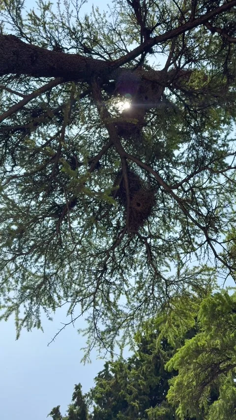 Vertical View of Pine Tree with Parakeet Nests in Calm Daytime Sky 스톡 동영상 317980196