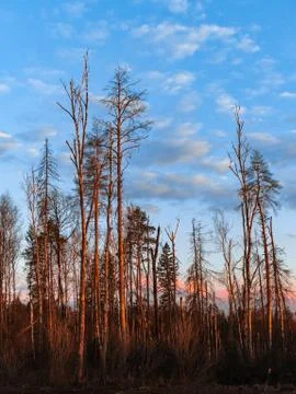 Vertical view of pine trunks glowing red at sunset 스톡 사진