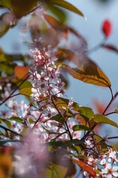 Vertical View of Pink Bird Cherry Blossoms with Bronze Foliage Stock Photos