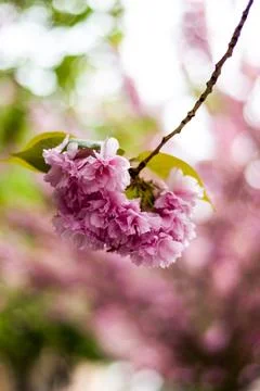 Vertical View of Pink Cherry Blossom Branch in Buda Castle District Stock Photos