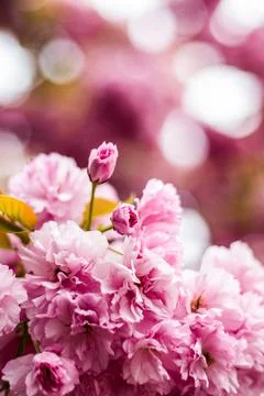 Vertical View of Pink Cherry Blossom Clusters in Budapest Stock Photos
