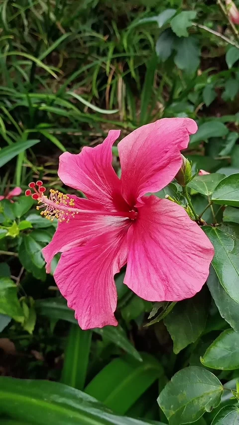 Vertical view of pink Hibiscus rosa-sinensis flower in North Vietnam Stock Footage 247831347