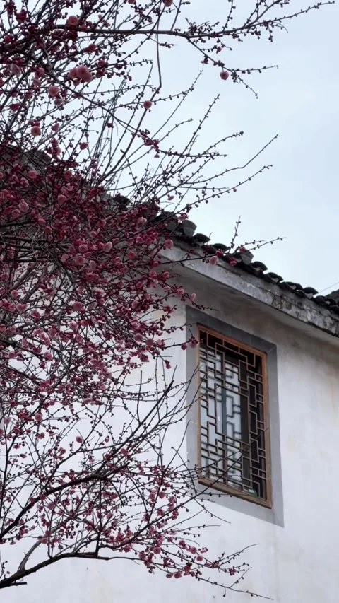 Vertical View of Pink Plum Blossoms with Ancient Chinese Architecture Vídeos de archivo 330146088