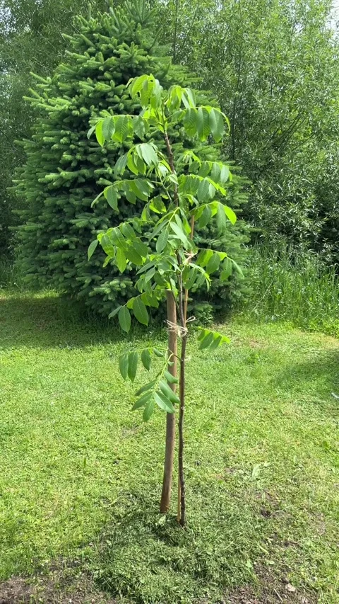 Vertical view of Planted Walnut Treewith Leaves Moving in Wind Stock Footage 310889433