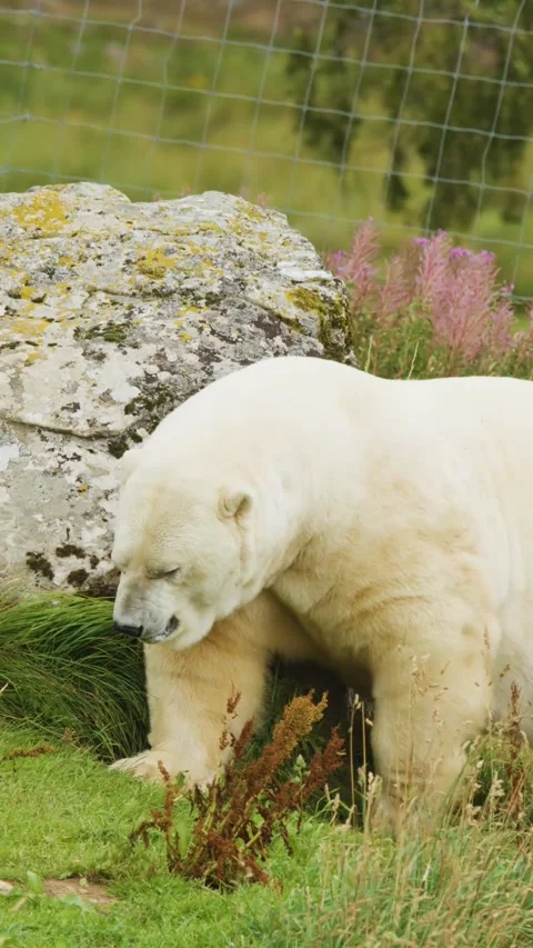 Vertical View of Polar Bear Scratching Against Rock in Summer Meadow Stock Footage 327892332