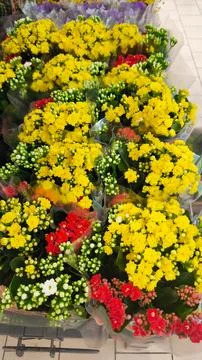 Vertical view of potted yellow and red Kalanchoe flowers. Stock Photos