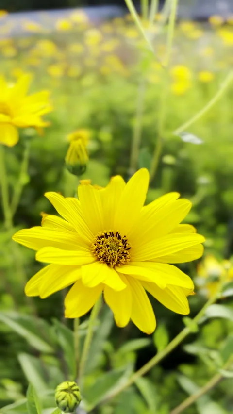 Vertical view of pretty yellow stiff sunflower flowerhead swaying in breeze Stock-Footage 332686752