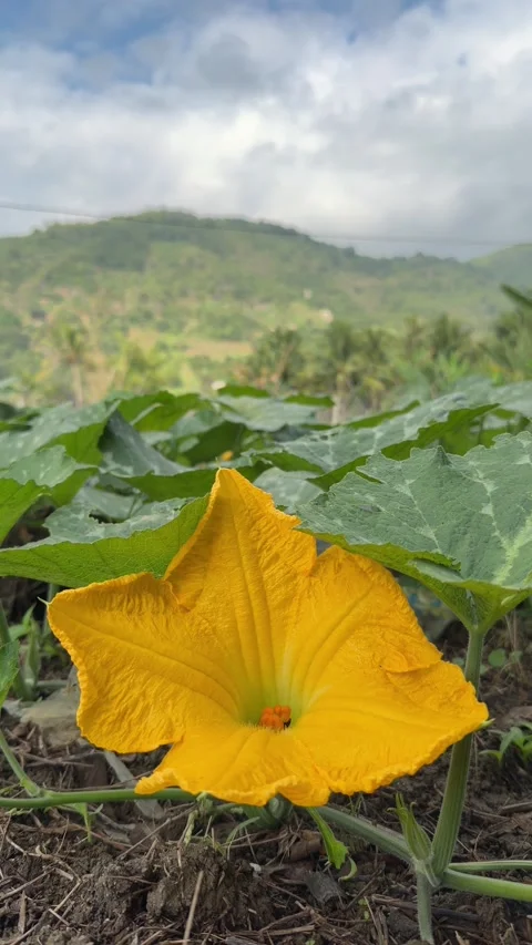 Vertical view of a pumpkin flower developing along a plant stem between broad Stock Footage 331445987