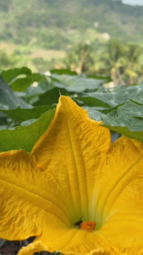 Vertical view of a pumpkin flower growing between green leaves on cultivated Vidéo 332723911