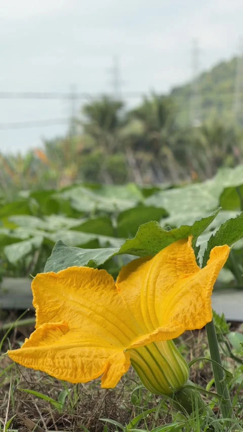 Vertical view of a pumpkin flower growing between green leaves on cultivated soi Stock Footage 338001540