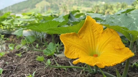 Vertical view of a pumpkin flower growing between large green leaves on a cultiv Stock Footage 338001550