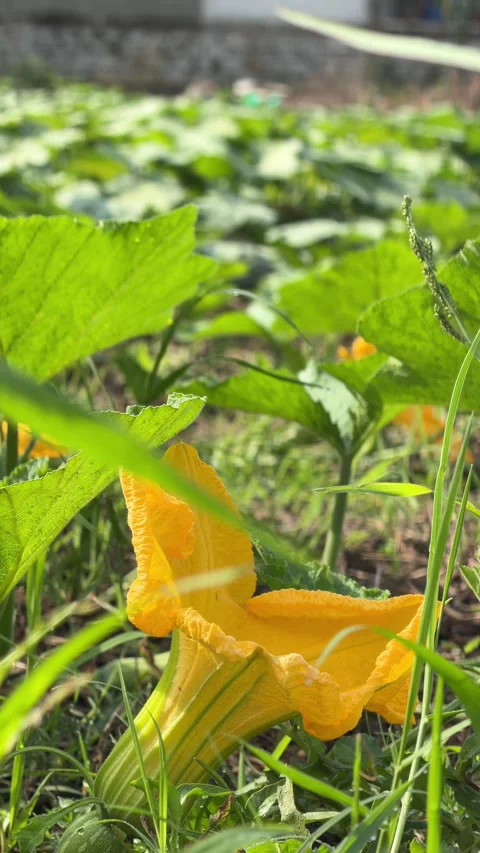 Vertical view of a pumpkin flower positioned among spreading leaves growing on Stock Footage 332300838