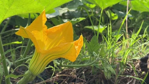 Vertical view of a pumpkin flower positioned among spreading leaves growing on Stock Footage 336236465