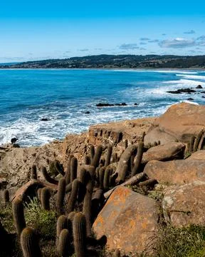 Vertical view of Punta de Lobos beach with its cactus vegetation on a sunny d Stock Photos