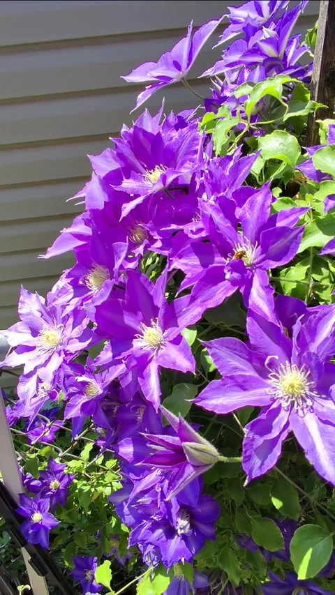 Vertical View of Purple Clematis in Evening Sunlight Stock Footage 325858162