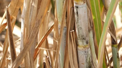 Vertical view of raw sugarcane sticks, Raw sugarcane sticks footage Stock-Footage 150728171