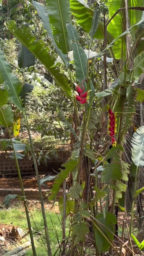 Vertical view of red heliconia flowers in tropical garden in Goa India Видео 342968313
