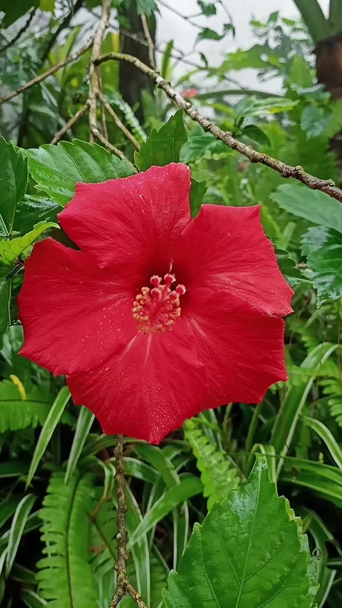 Vertical view of red Hibiscus rosa-sinensis flower in North Vietnam Stock Footage 247831348