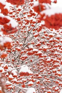 Vertical view of the red rowan covered snow in winter Stock Photos