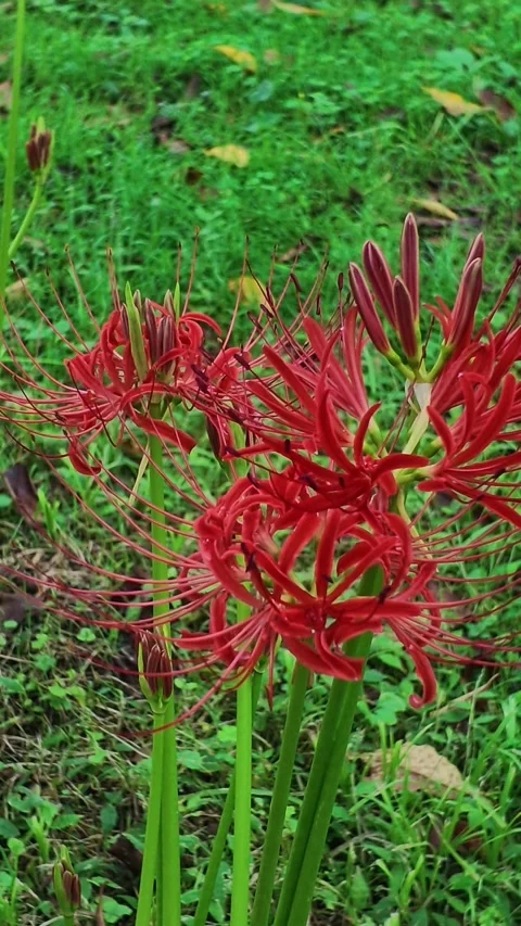 Vertical View of Red Spider Lily Flowers and Buds Stock Footage 346097847