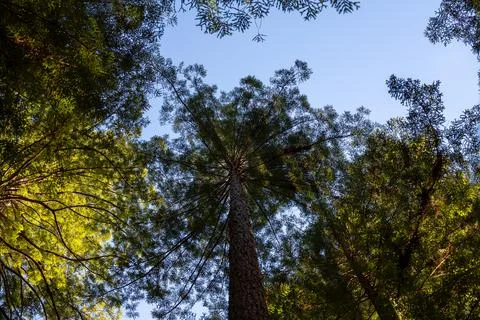 Vertical view of redwood trees Foto stock