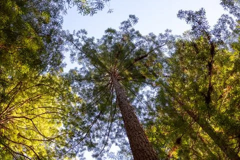 Vertical view of redwood trees Foto stock