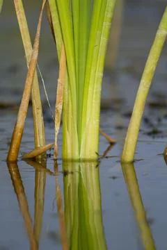 Vertical view of reeds coming out of blue water with reflection Stock Photos