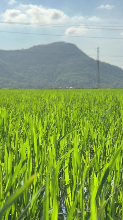 Vertical view of a rice field extending across open land, with mountain terrain 스톡 동영상 333198278