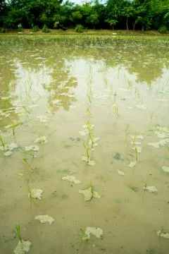 Vertical view of a rice paddy Stock Photos