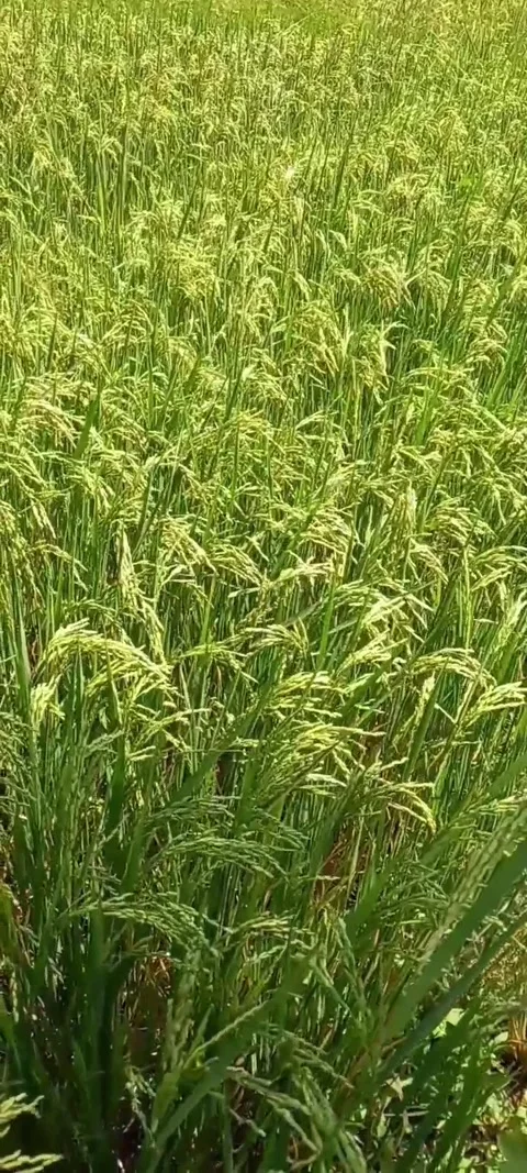 Vertical View Ripening Paddy Field Swaying Gently in the Wind Video stock 333961534