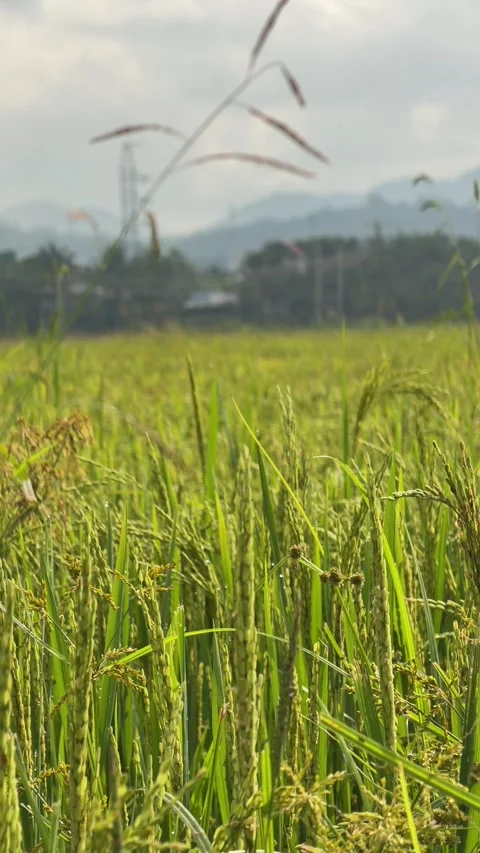 Vertical view of ripening rice ears growing densely across an agricultural Stock Footage 332300881