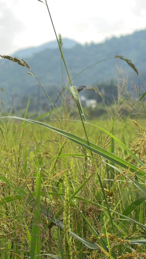 Vertical view of ripening rice ears growing across a wide agricultural landscape Stock Footage 336318414