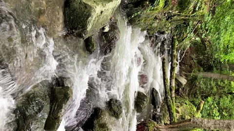 Vertical view of a rocky mountain river surrounded by trees. Natural light Stock Footage 231512281