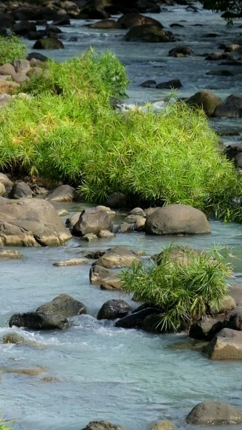 Vertical view of a rocky mountain river overgrown with green plants 스톡 동영상 336795392