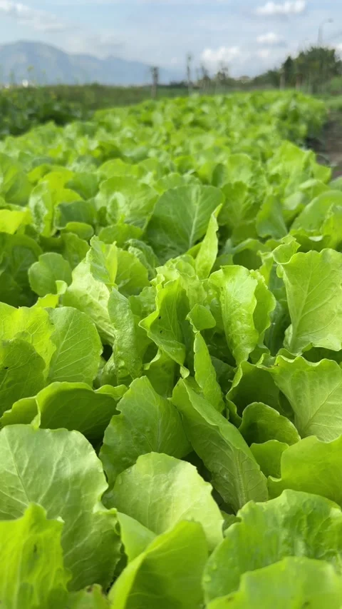 Vertical view of romaine lettuce rows covering open farmland, illustrating 库存影片 329372615