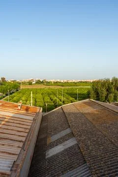 Vertical view from the rooftops of several orange plantations with the city o Stock Photos