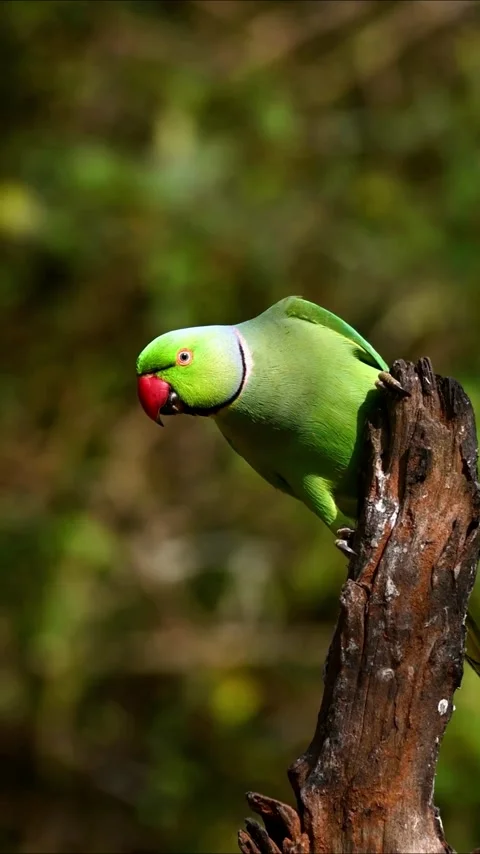 Vertical view of a Rose-ringed parakeet on a wooden branch with a blurred backgr Video stock 242182150