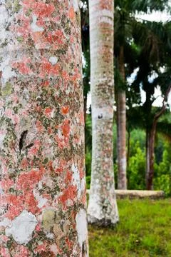 Vertical view of royal palm tree trunks Stock Photos