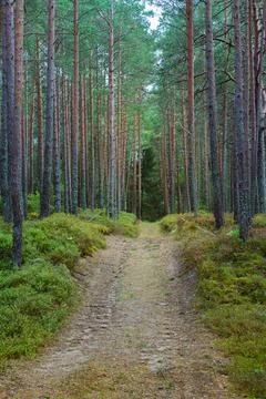 Vertical View of a Sandy Dirt Trail Leading Through a Pine Forest 스톡 사진